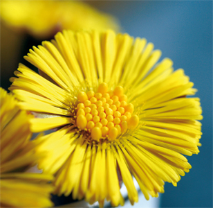 CONGRESO ANUAL DE LA ASOCIACIÓN ESPAÑOLA DE FLORISTAS